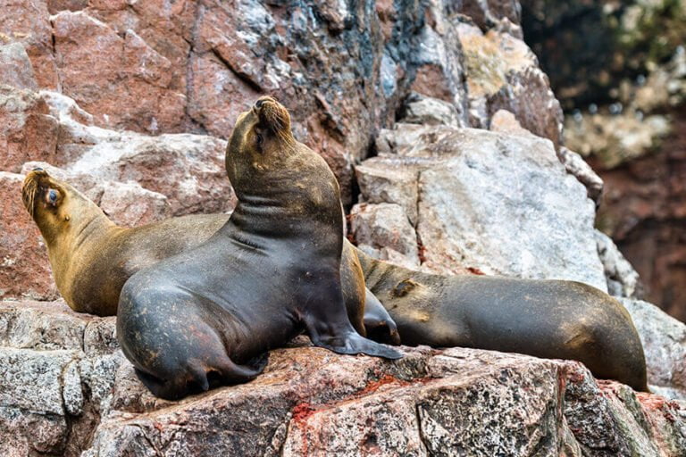 Tour Islas Ballestas y Paracas